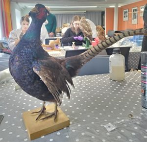 A conserved and repaired taxidermy pheasant