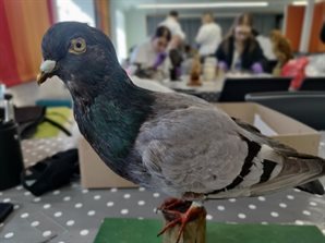 Pigeon after conservation