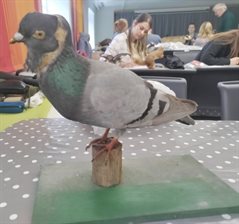 Pigeon before conservation