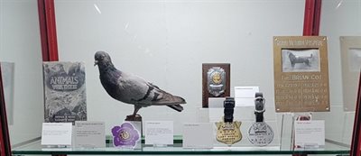 Pigeon on display