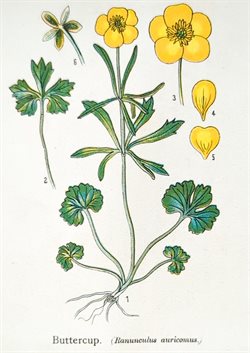 buttercup - Anne Pratt